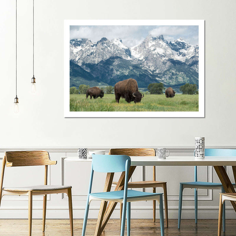 Grazing Teton Bison Wall Art