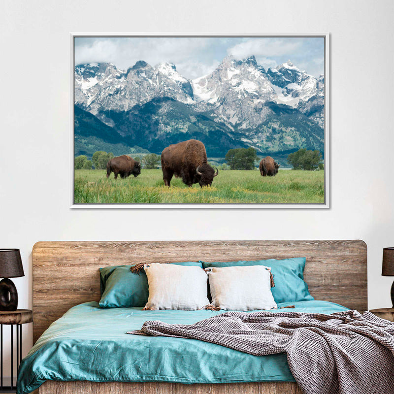 Grazing Teton Bison Wall Art