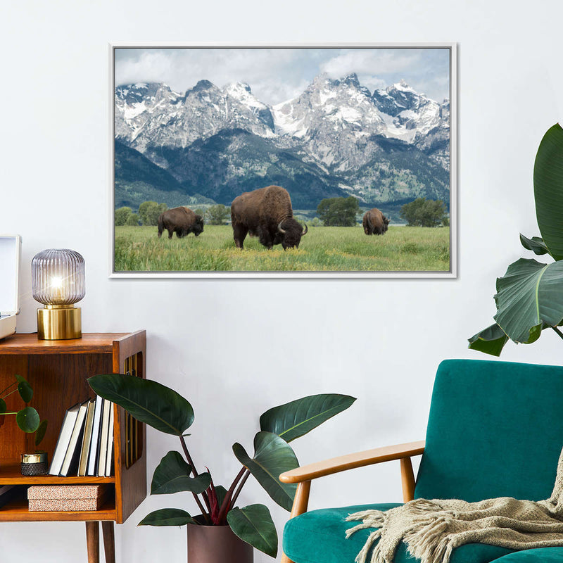 Grazing Teton Bison Wall Art