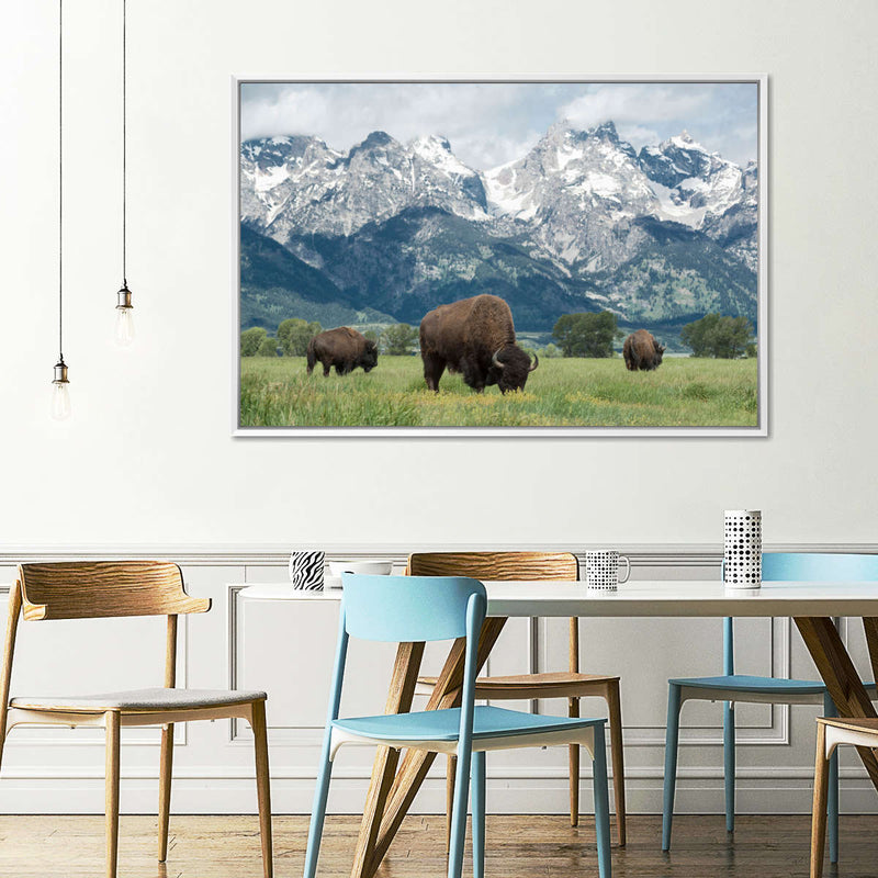 Grazing Teton Bison Wall Art