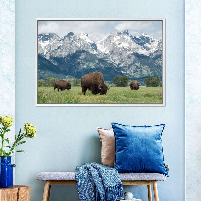 Grazing Teton Bison Wall Art