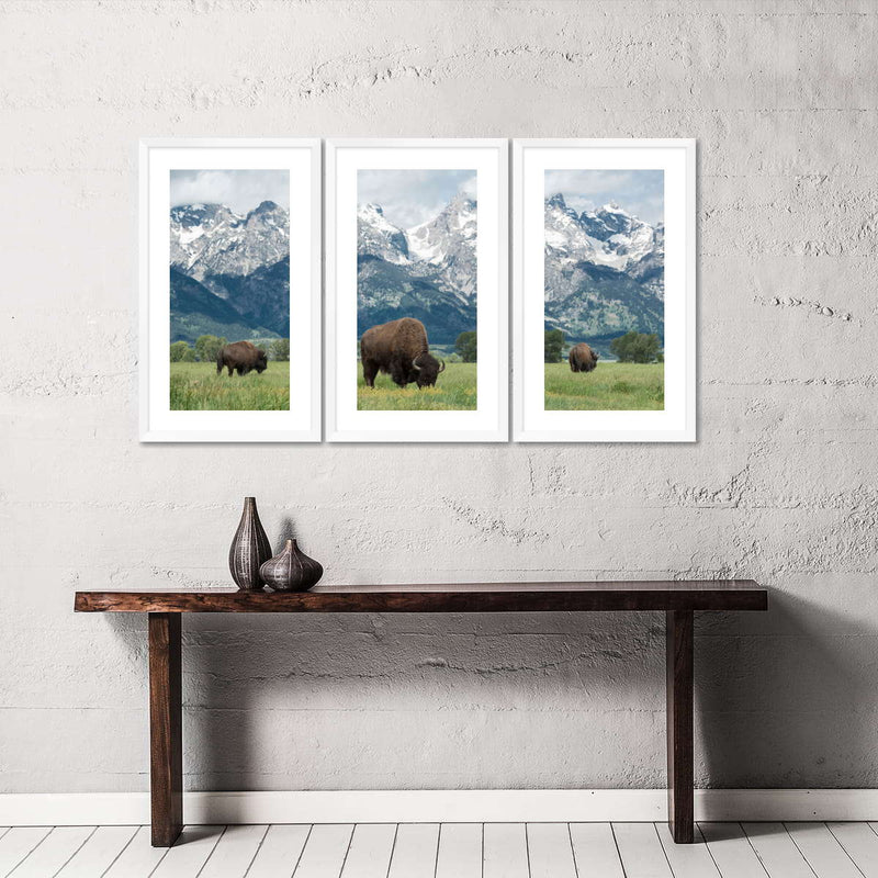 Grazing Teton Bison Wall Art