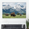 Grazing Teton Bison Wall Art