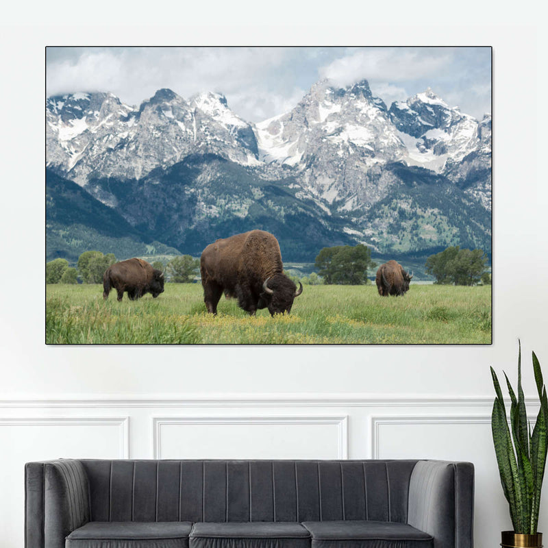 Grazing Teton Bison Wall Art