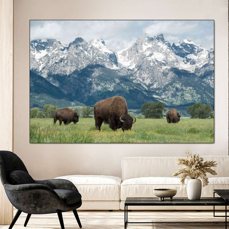 Grazing Teton Bison Wall Art