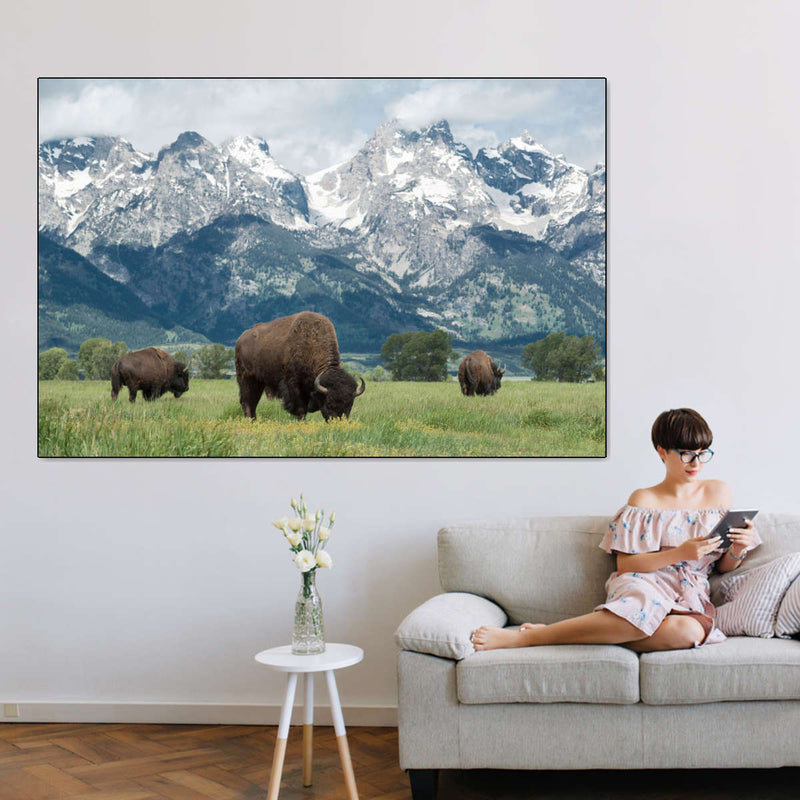 Grazing Teton Bison Wall Art