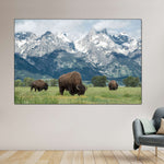 Grazing Teton Bison Wall Art