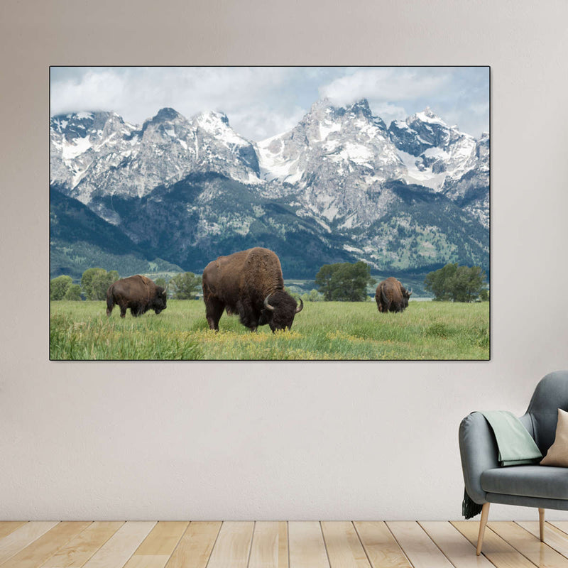 Grazing Teton Bison Wall Art