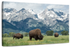 Grazing Teton Bison Wall Art