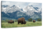Grazing Teton Bison Wall Art