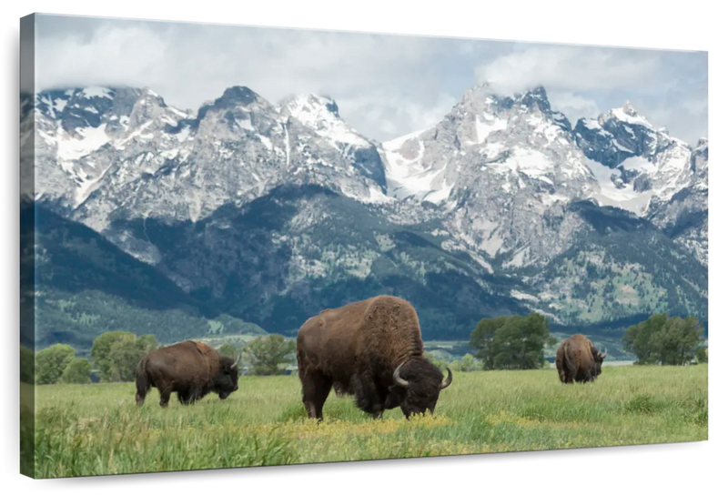 Grazing Teton Bison Wall Art