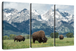 Grazing Teton Bison Wall Art
