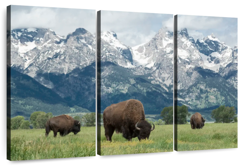 Grazing Teton Bison Wall Art