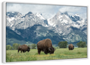 Grazing Teton Bison Wall Art