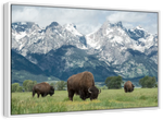 Grazing Teton Bison Wall Art