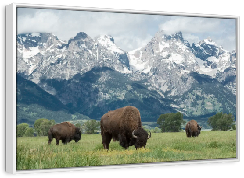 Grazing Teton Bison Wall Art