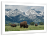 Grazing Teton Bison Wall Art
