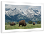 Grazing Teton Bison Wall Art