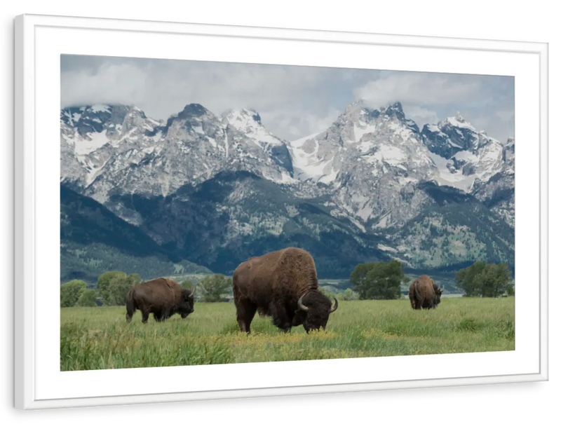 Grazing Teton Bison Wall Art