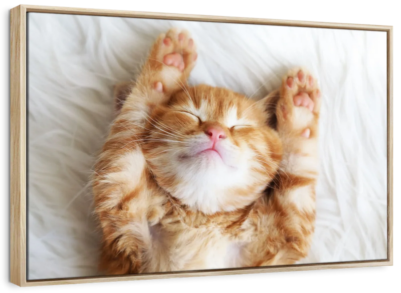Sleepy Kitty Wall Art