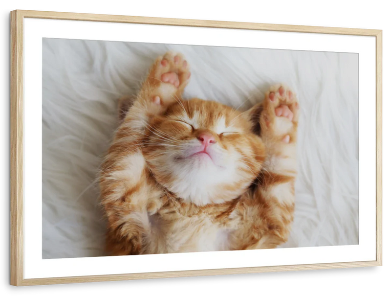 Sleepy Kitty Wall Art