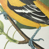 Baltimore Oriole