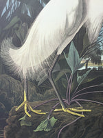 Snowy Egret
