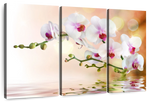 Orchid Flowers On Water Wall Art