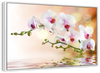 Orchid Flowers On Water Wall Art