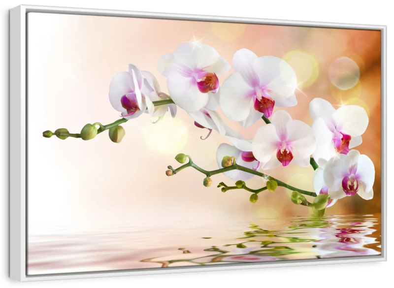 Orchid Flowers On Water Wall Art