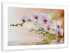 Orchid Flowers On Water Wall Art