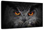 Mesmerizing Gray Owl Wall Art