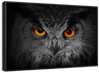 Mesmerizing Gray Owl Wall Art