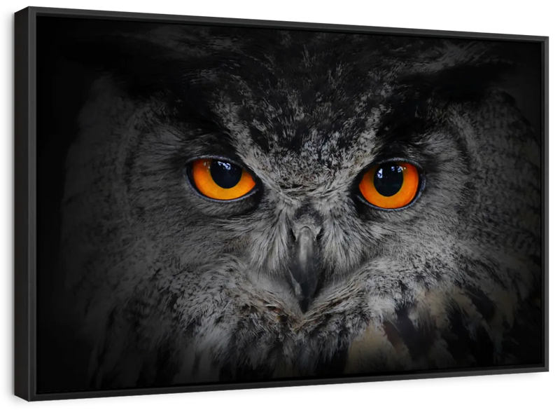 Mesmerizing Gray Owl Wall Art
