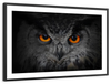 Mesmerizing Gray Owl Wall Art