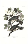 Band-tailed Pigeon
