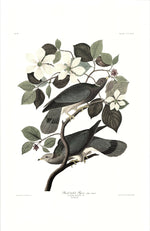 Band-tailed Pigeon