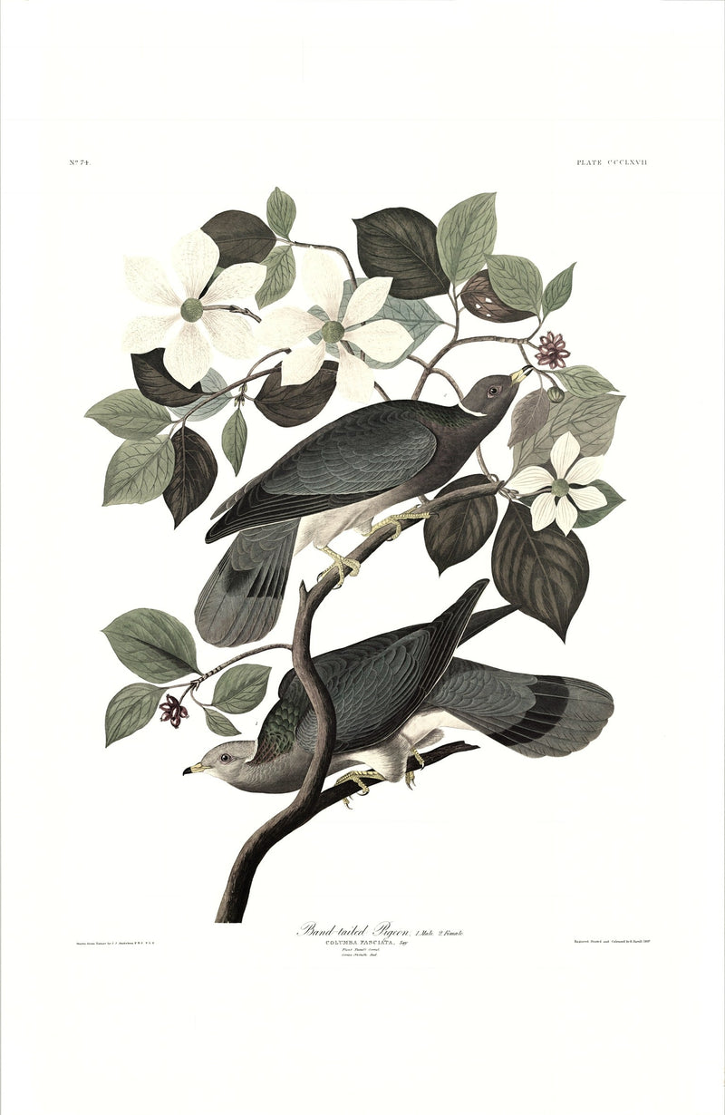 Band-tailed Pigeon