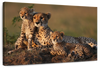 Safari Cheetah Family Wall Art