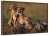 Safari Cheetah Family Wall Art