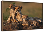 Safari Cheetah Family Wall Art