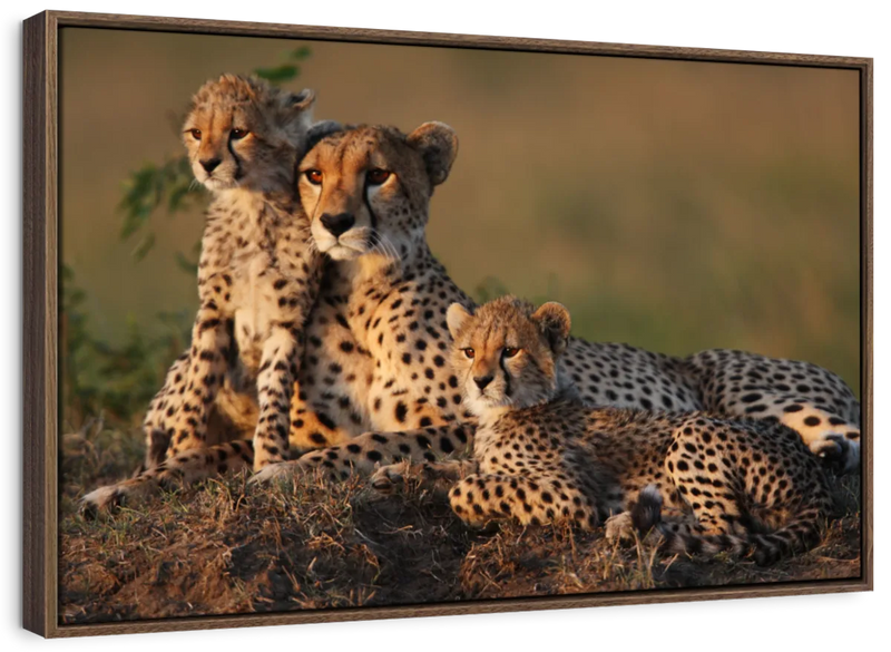 Safari Cheetah Family Wall Art