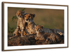 Safari Cheetah Family Wall Art