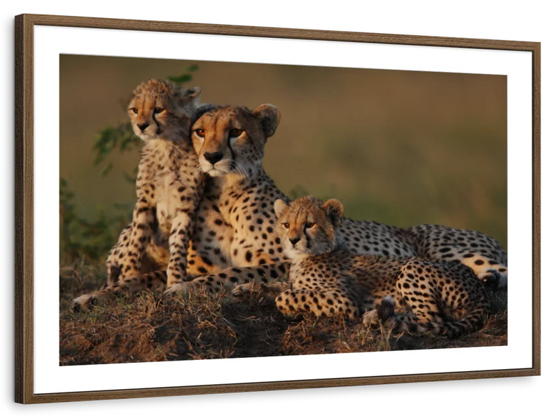 Safari Cheetah Family Wall Art