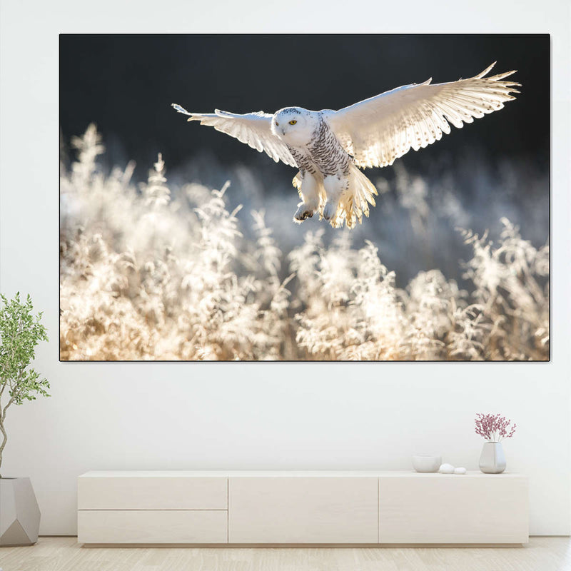 Snowy Owl Hunt Wall Art