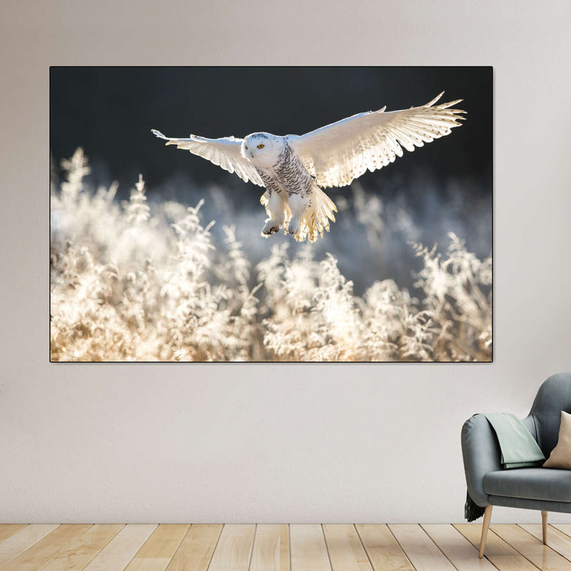 Snowy Owl Hunt Wall Art