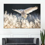 Snowy Owl Hunt Wall Art