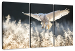Snowy Owl Hunt Wall Art