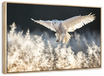 Snowy Owl Hunt Wall Art