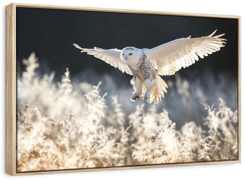 Snowy Owl Hunt Wall Art